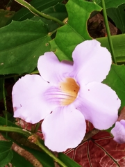 Thunbergia grandiflora