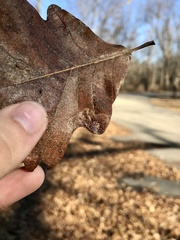 Tischeria quercitella