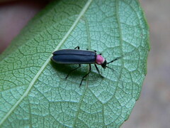 Pyractonema albomarginata
