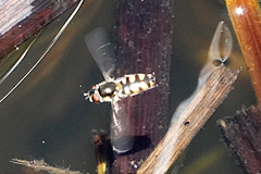 Melangyna viridiceps