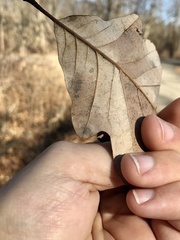 Tischeria quercitella