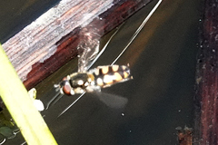 Melangyna viridiceps