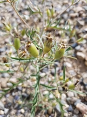 Mentzelia multiflora