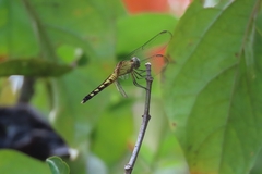 Erythrodiplax fervida