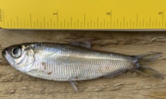 Alosa pseudoharengus