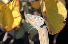 Leptotes marina