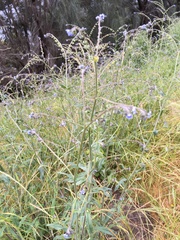 Cynoglossum australe