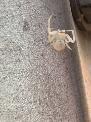 Zygometis xanthogaster