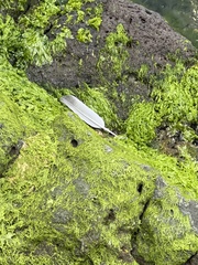 Chroicocephalus novaehollandiae