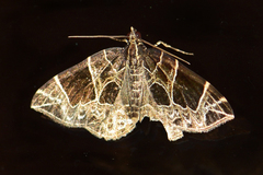 Gandaritis atricolorata