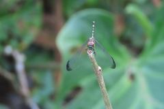 Dythemis nigra