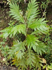 Bocconia frutescens