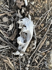 Lagomorpha