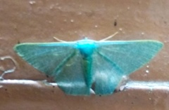 Pelagodes antiquadraria
