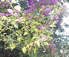Bougainvillea glabra