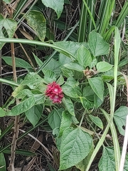 Clerodendrum canescens