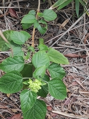 Clerodendrum canescens