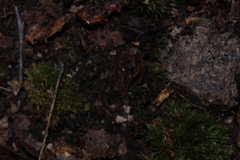 Cleidogona