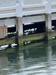 Columba livia domestica