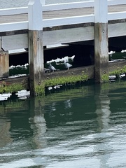 Columba livia domestica