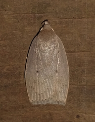 Psilocorsis reflexella