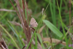 Hermeuptychia sosybius