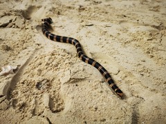 Laticauda saintgironsi