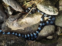 Laticauda laticaudata