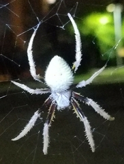 Eriophora ravilla