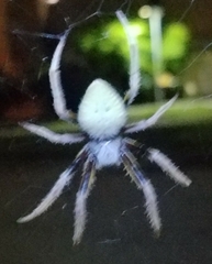 Eriophora ravilla