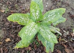 Dieffenbachia