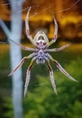 Eriophora ravilla