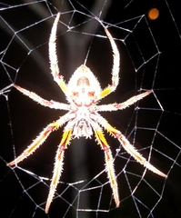 Eriophora ravilla