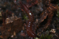 Cleidogona