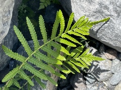 Cyclosorus interruptus