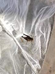 Tettigidea lateralis