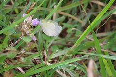 Eurema daira