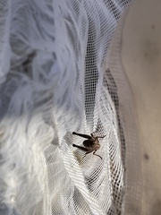 Tettigidea lateralis