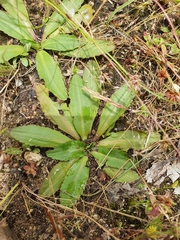 Solenogyne dominii