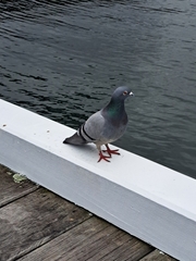 Columba livia domestica