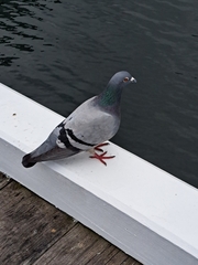Columba livia domestica