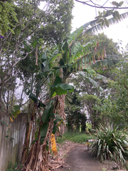 Brugmansia arborea