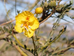 Parkinsonia