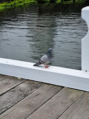 Columba livia domestica