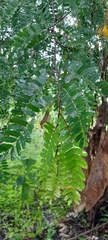 Tamarindus indica