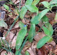 Commelina auriculata