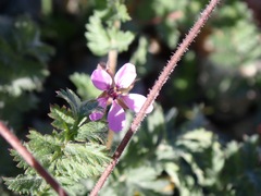 Erodium cicutarium