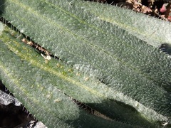 Amsinckia tessellata