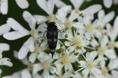 Variimorda villosa