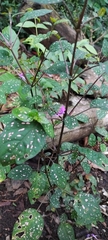 Hypoestes